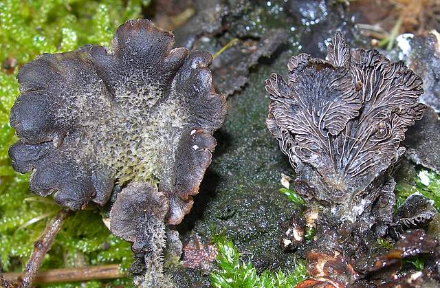 I  Funghi  dopo  l''Uragano